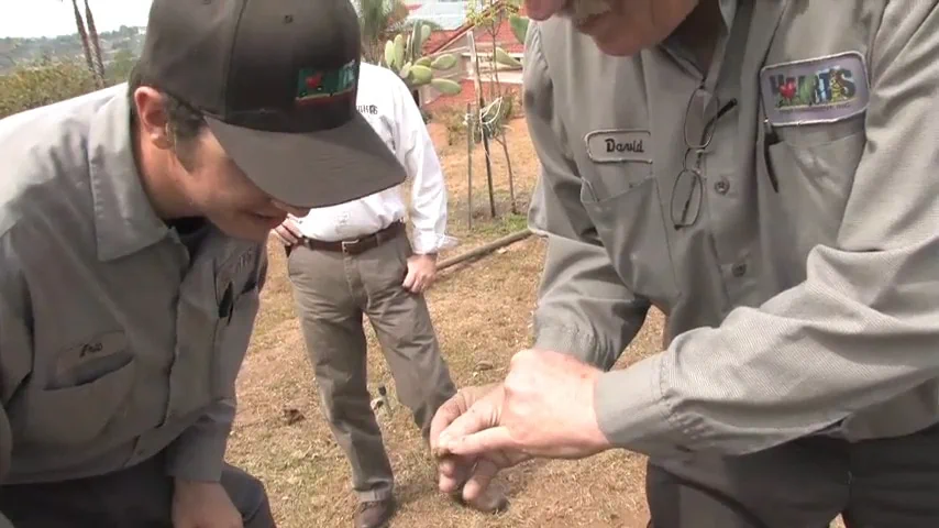 Pest control workers observing pest