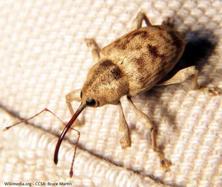 acorn weevil