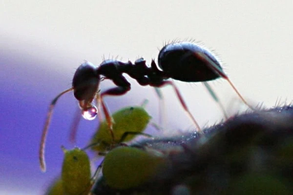 ant receives honeydew from aphid