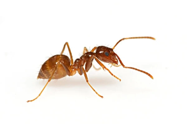 closeup of ant