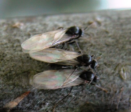 Three Winged Ants