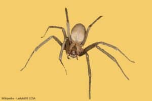 cutout of brown recluse spider
