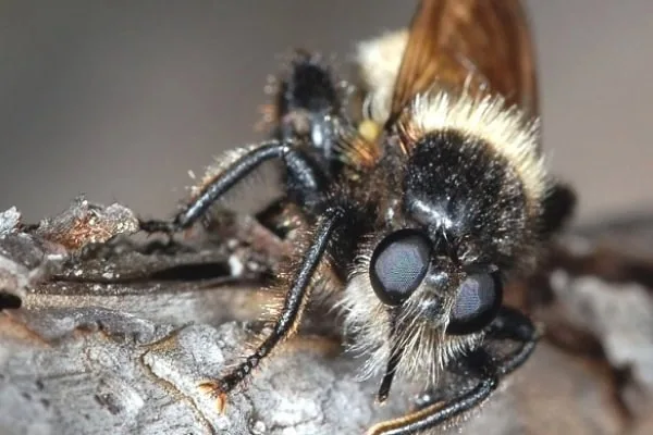 bumblebee robber fly mimic