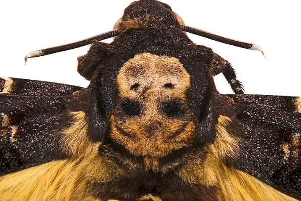 deaths head hawk moth
