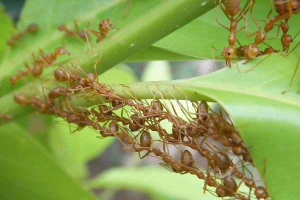 green ants creating nest