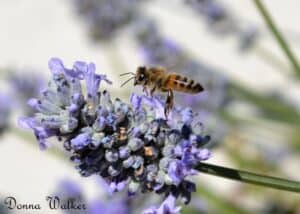 honey bee on lavender close up