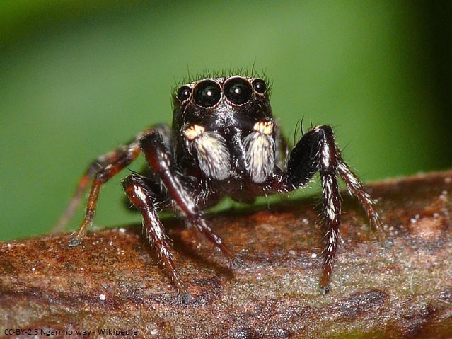 jumping spider on a branch