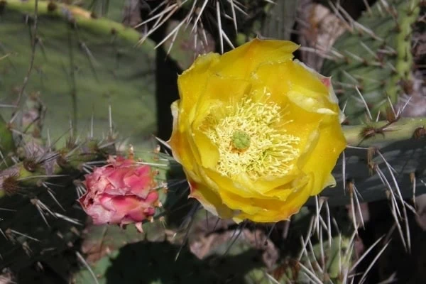 prickly pear cactus flower