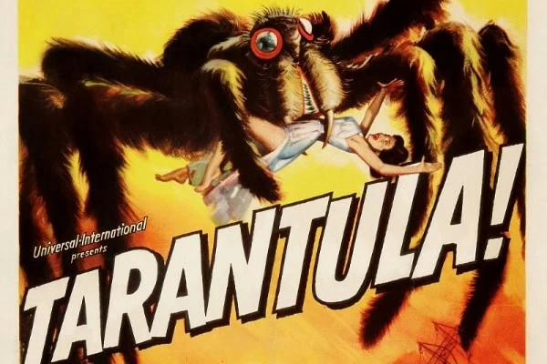 tarantula illustration