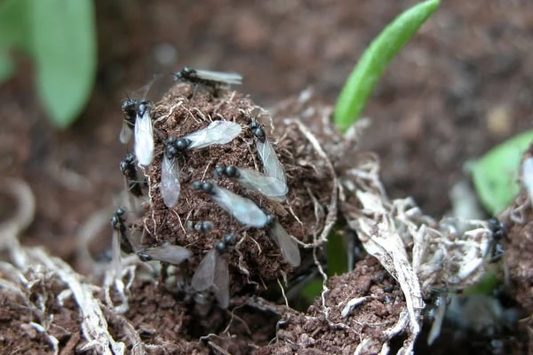 winged ants