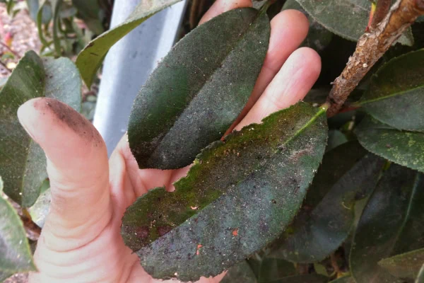 black sooty mold on leaves