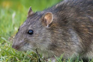 closeup of a rat