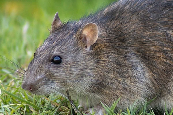 closeup of a rat