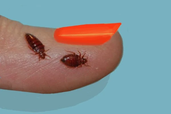 two bedbugs on finger