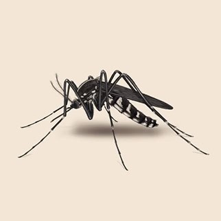 mosquito