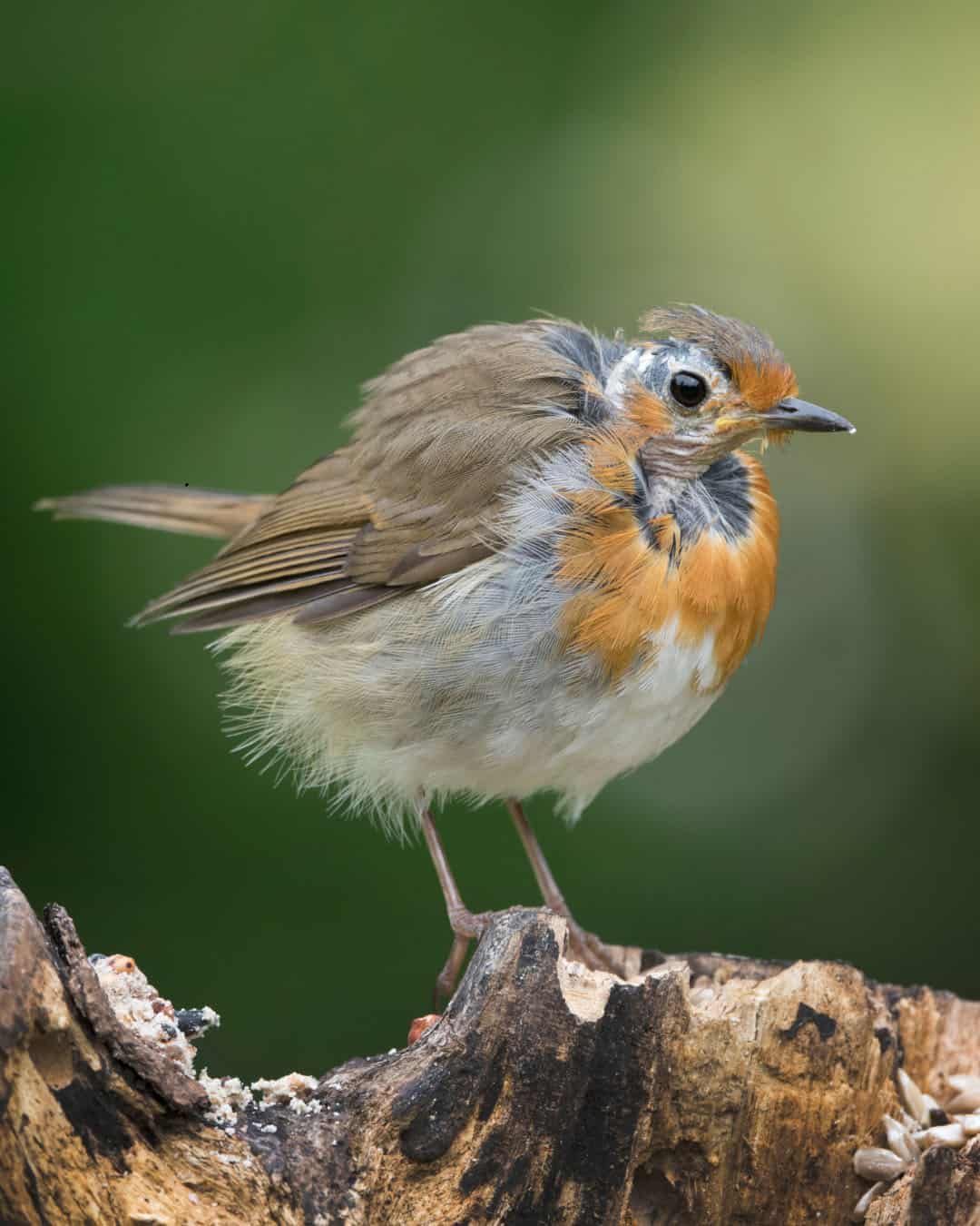 bird on a wood log