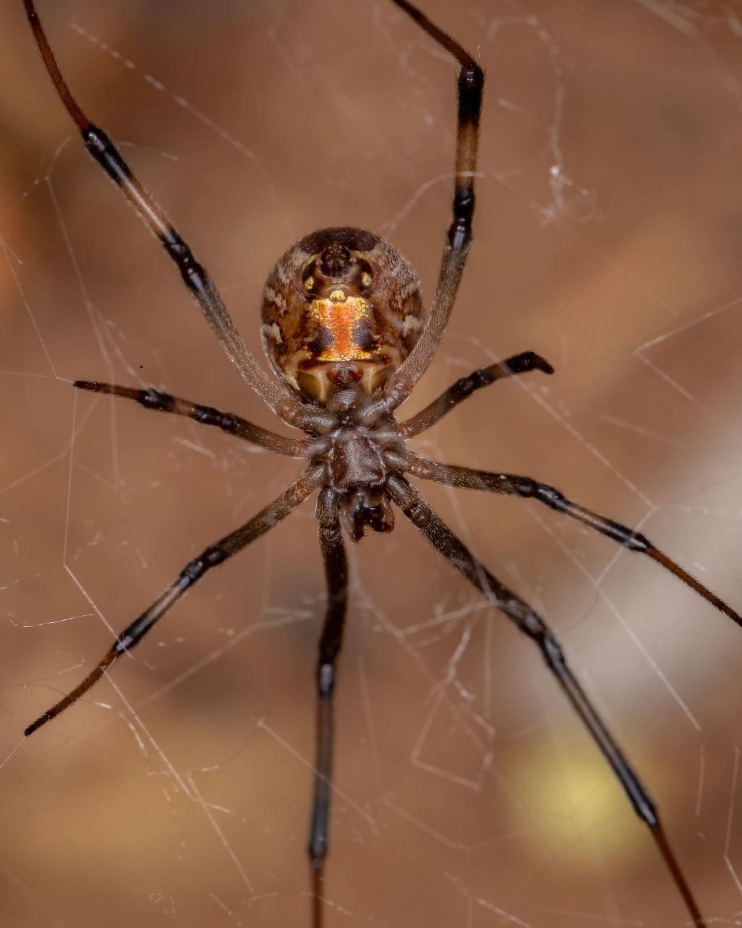 brown widow spider