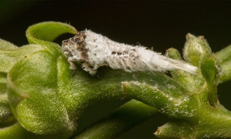 Psyllid - Hearts Pest Management
