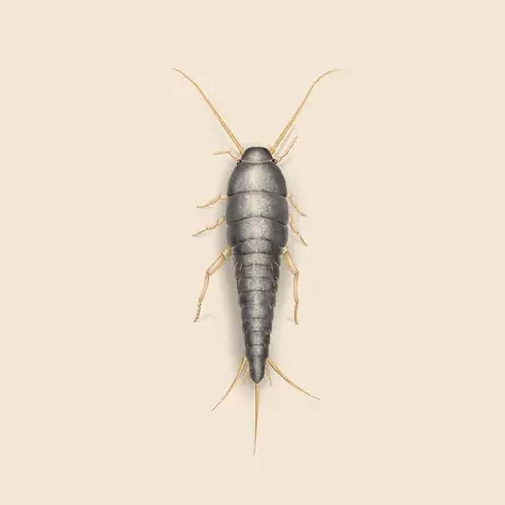 silverfish