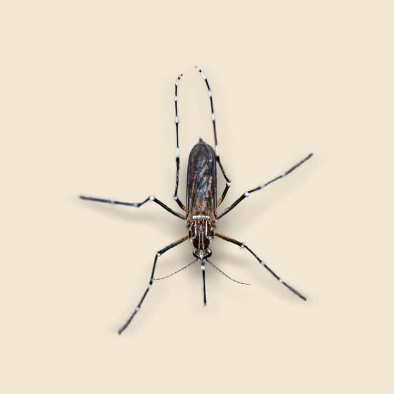 Yellow Fever Insect Yellow Fever Mosquitoes Control - Facts, Identification, & How to Remove