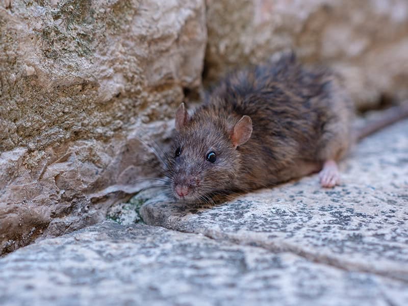 Rodents Apartment Pest Control