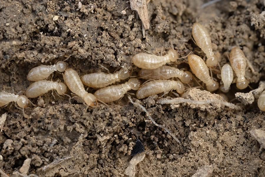 Close-Up of Termites in Soil, Detailed View of Termite Colony in Natural Habitat
